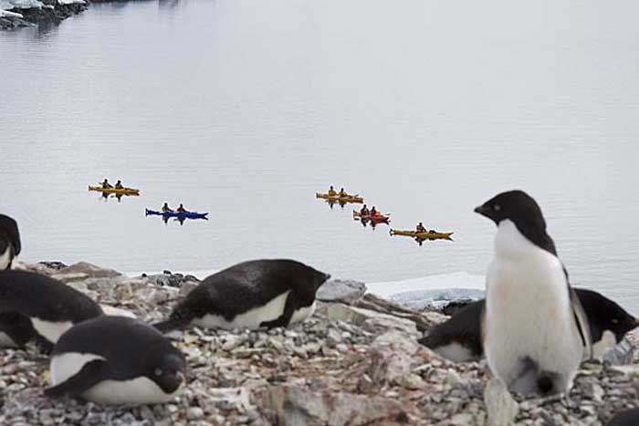 Adelie Penguin (Pygoscelis adeliae)