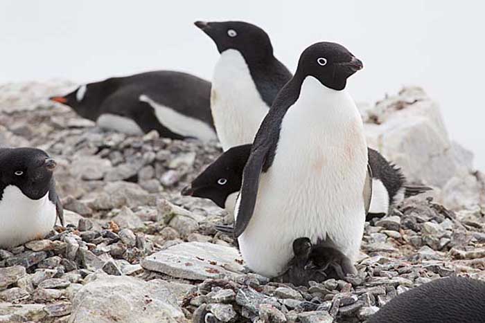 Adelie Penguin (Pygoscelis adeliae)