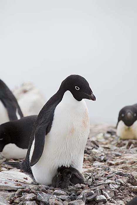 Adelie Penguin (Pygoscelis adeliae)