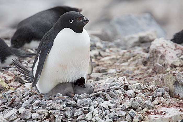 Adelie Penguin (Pygoscelis adeliae)