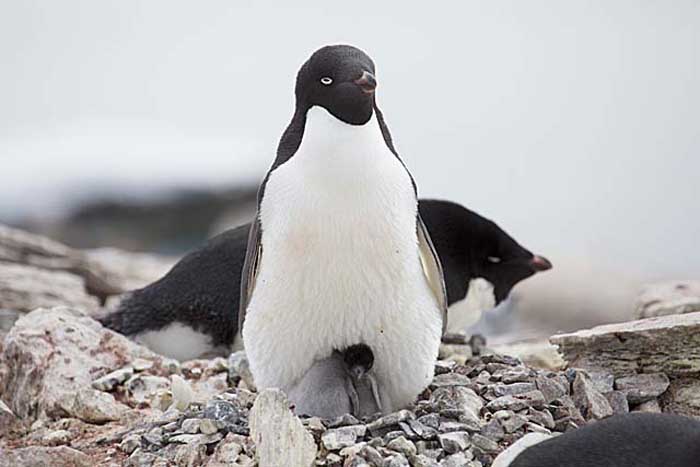 Adelie Penguin (Pygoscelis adeliae)