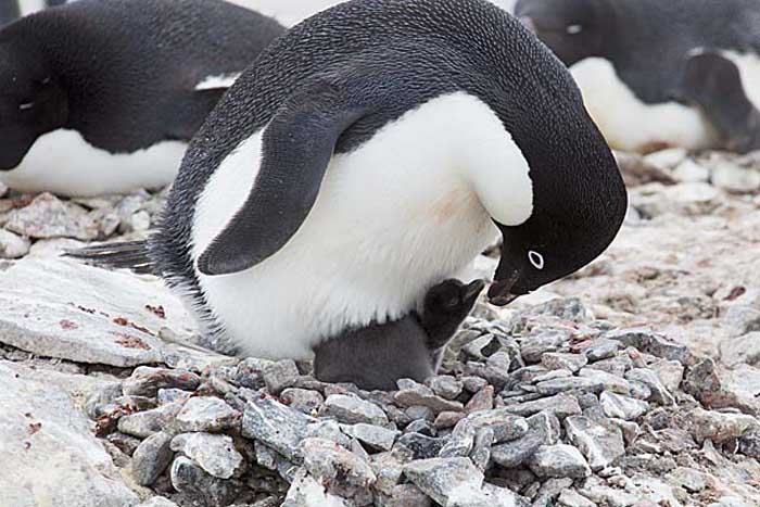 Adelie Penguin (Pygoscelis adeliae)