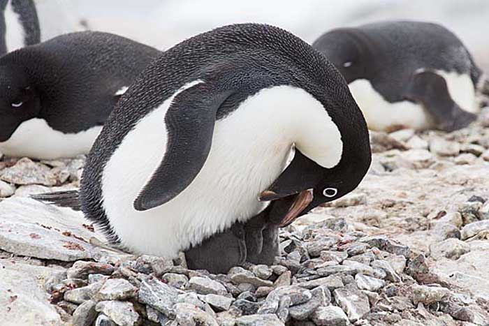 Adelie Penguin (Pygoscelis adeliae)