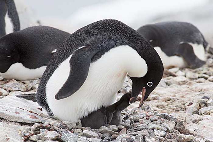 Adelie Penguin (Pygoscelis adeliae)