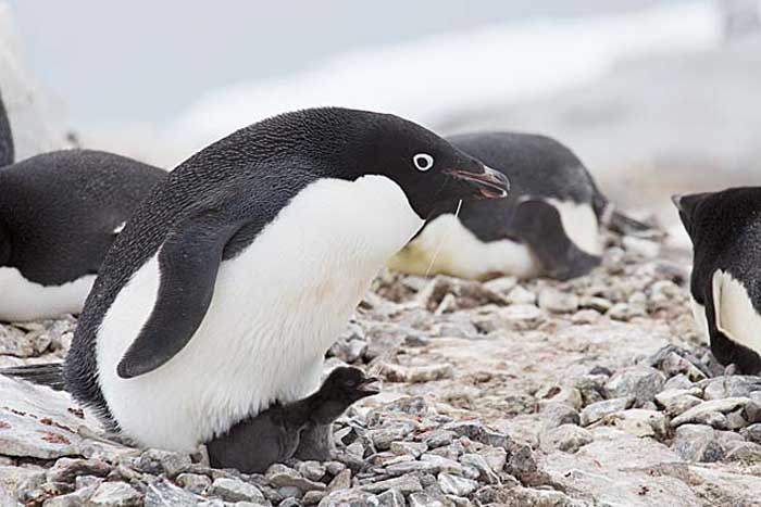 Adelie Penguin (Pygoscelis adeliae)