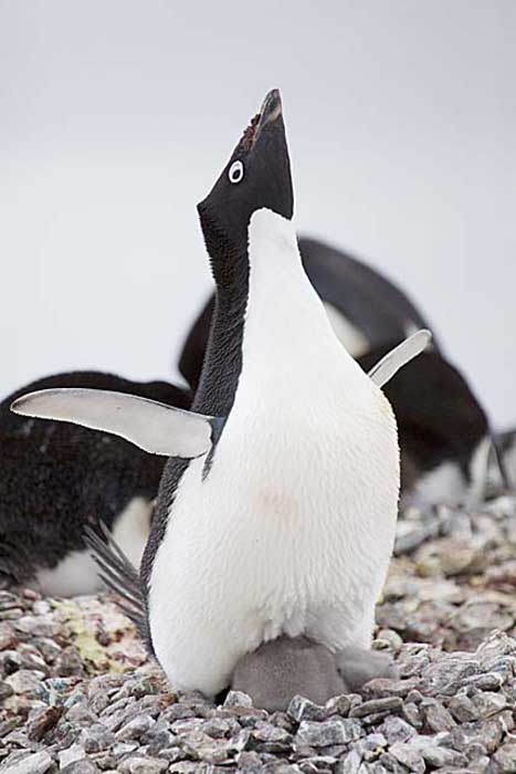 Adelie Penguin (Pygoscelis adeliae)