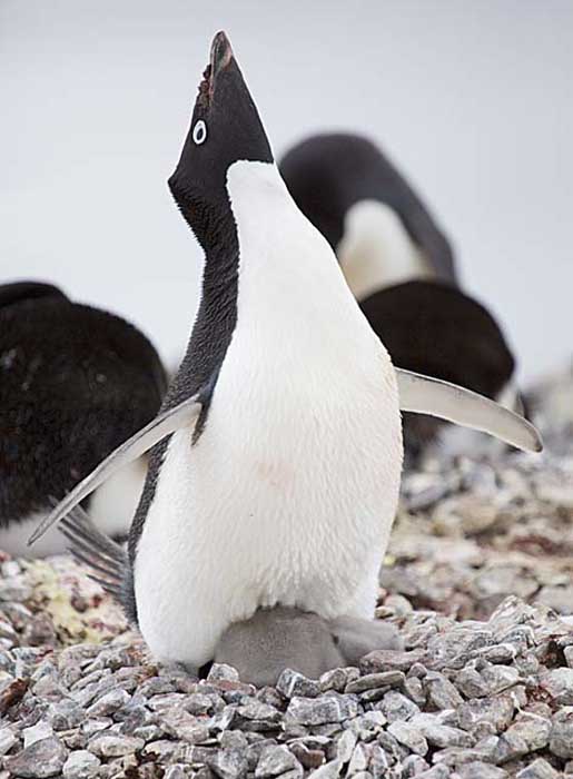 Adelie Penguin (Pygoscelis adeliae)