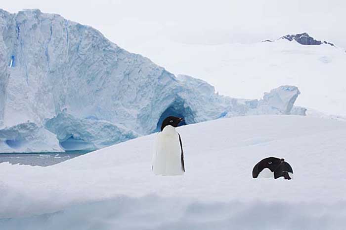 Adelie Penguin (Pygoscelis adeliae)