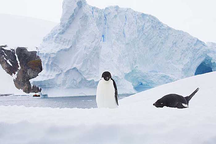 Adelie Penguin (Pygoscelis adeliae)