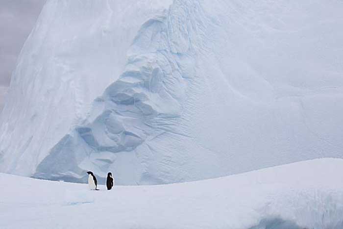 Adelie Penguin (Pygoscelis adeliae)