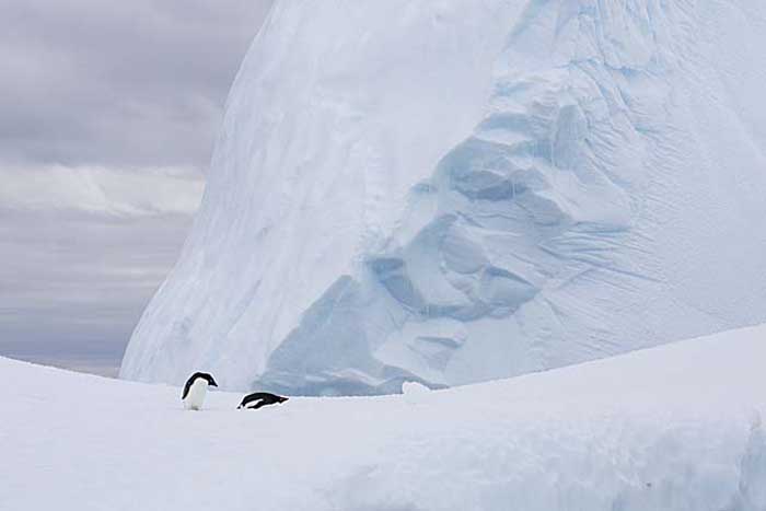 Adelie Penguin (Pygoscelis adeliae)