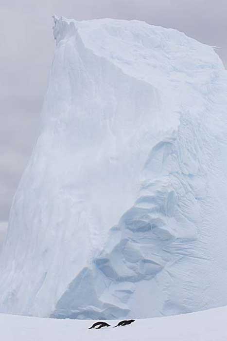 Adelie Penguin (Pygoscelis adeliae)