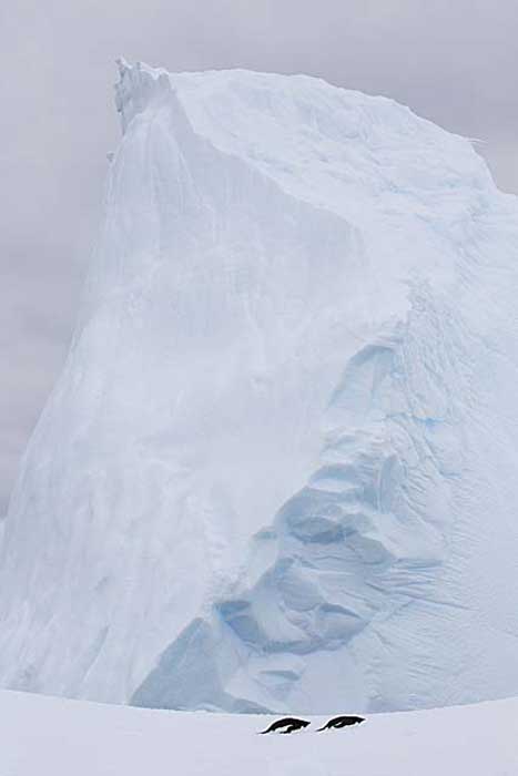 Adelie Penguin (Pygoscelis adeliae)