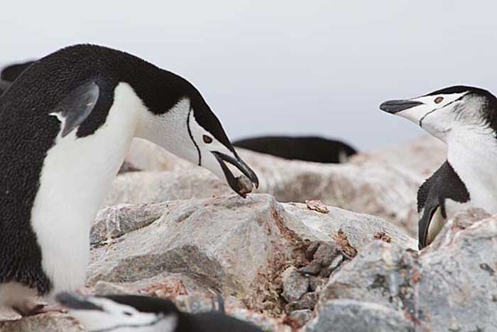 Chinstrap Penguin (Pygoscelis antarctica)