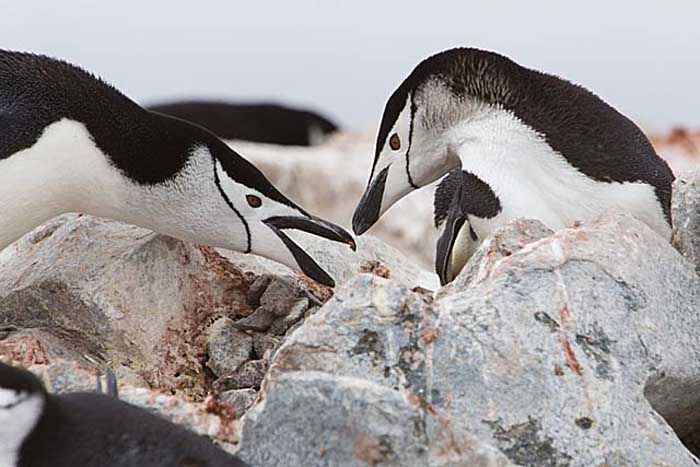 Chinstrap Penguin (Pygoscelis antarctica)