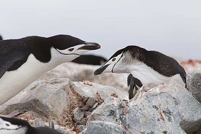 Chinstrap Penguin (Pygoscelis antarctica)