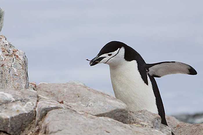 Chinstrap Penguin (Pygoscelis antarctica)