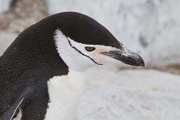 Chinstrap Penguin (Pygoscelis antarctica)