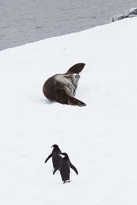 Chinstrap Penguin (Pygoscelis antarctica)