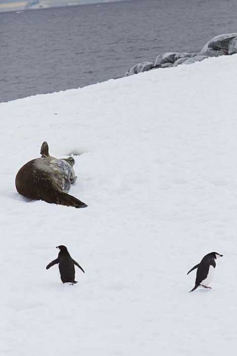 Chinstrap Penguin (Pygoscelis antarctica)