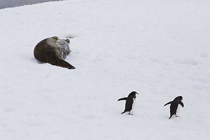 Chinstrap Penguin (Pygoscelis antarctica)