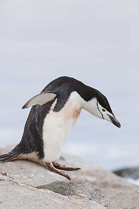 Chinstrap Penguin (Pygoscelis antarctica)