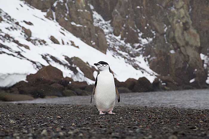 Chinstrap Penguin (Pygoscelis antarctica)