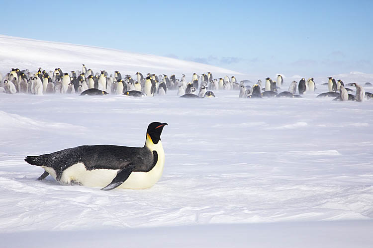 Emperor Penguin (Aptenodytes forsteri)