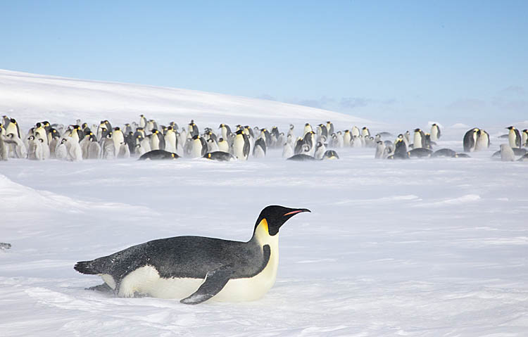 Emperor Penguin (Aptenodytes forsteri)