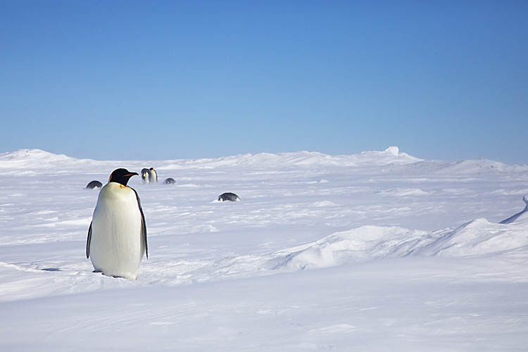 Emperor Penguin (Aptenodytes forsteri)