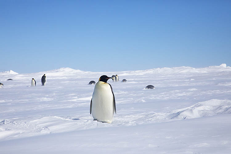 Emperor Penguin (Aptenodytes forsteri)