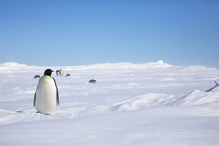 Emperor Penguin (Aptenodytes forsteri)