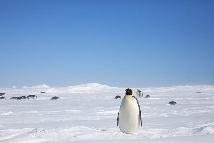 Emperor Penguin (Aptenodytes forsteri)