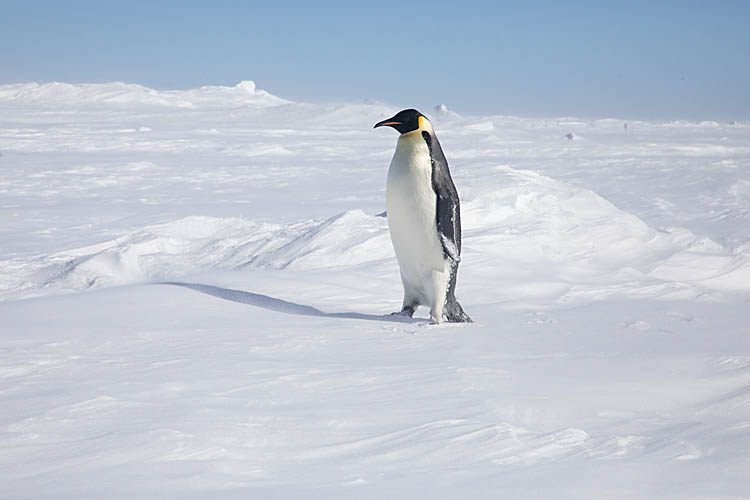 Emperor Penguin (Aptenodytes forsteri)