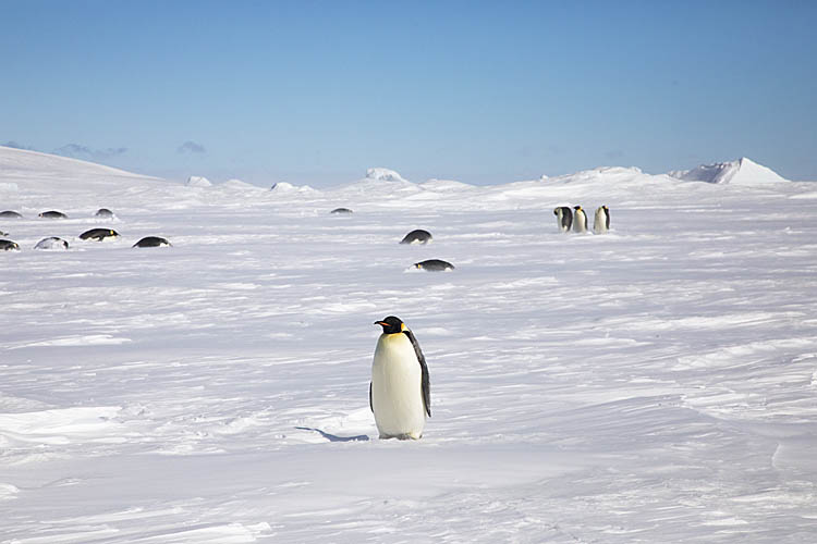 Emperor Penguin (Aptenodytes forsteri)