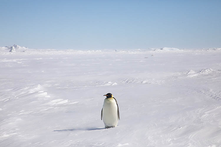 Emperor Penguin (Aptenodytes forsteri)