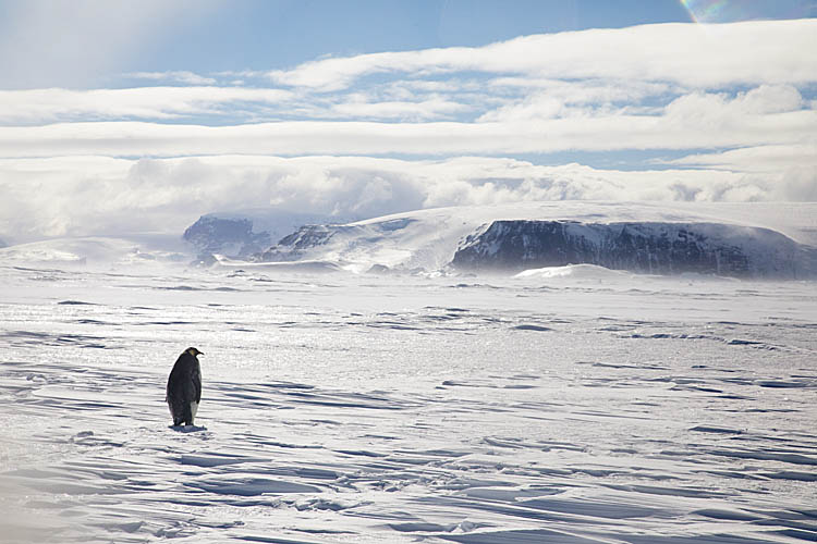 Emperor Penguin (Aptenodytes forsteri)