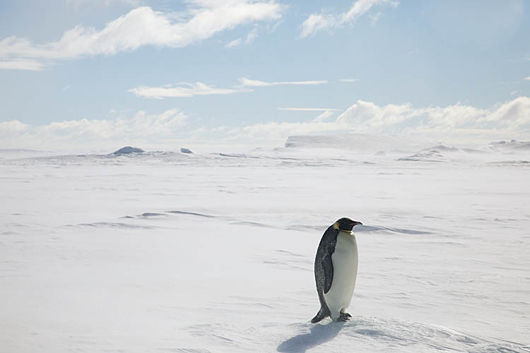 Emperor Penguin (Aptenodytes forsteri)