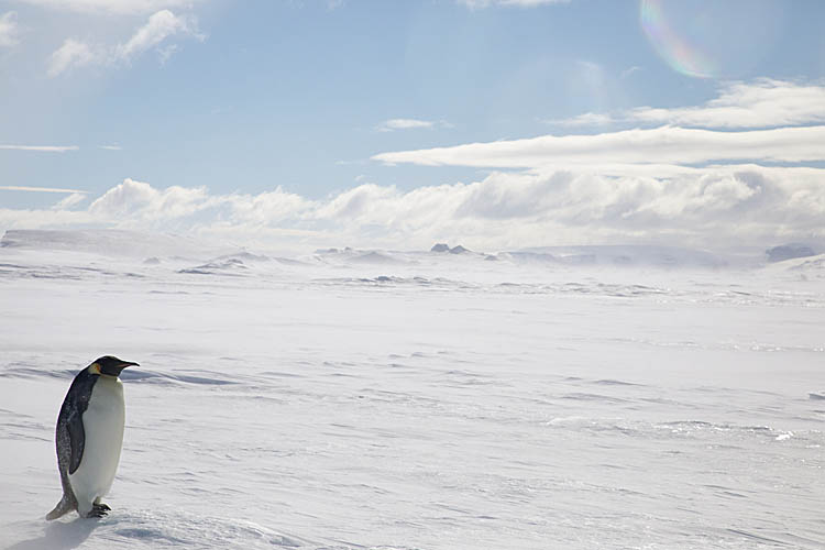 Emperor Penguin (Aptenodytes forsteri)