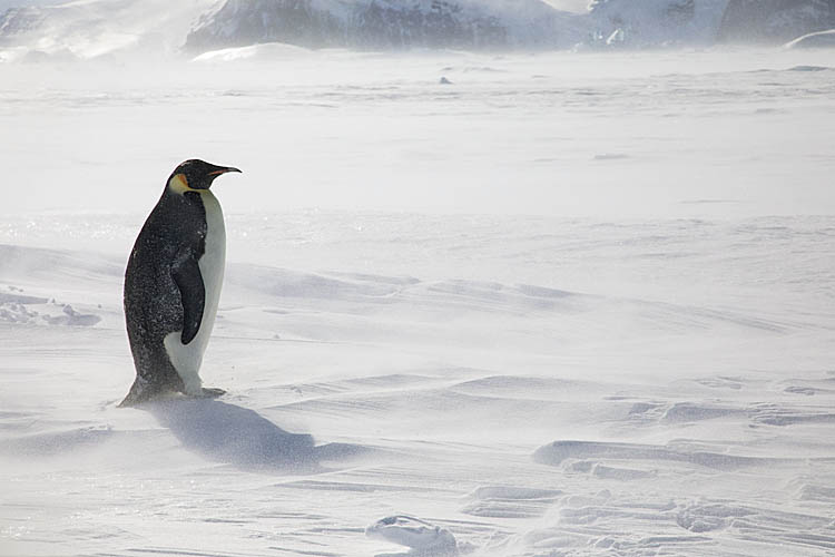 Emperor Penguin (Aptenodytes forsteri)