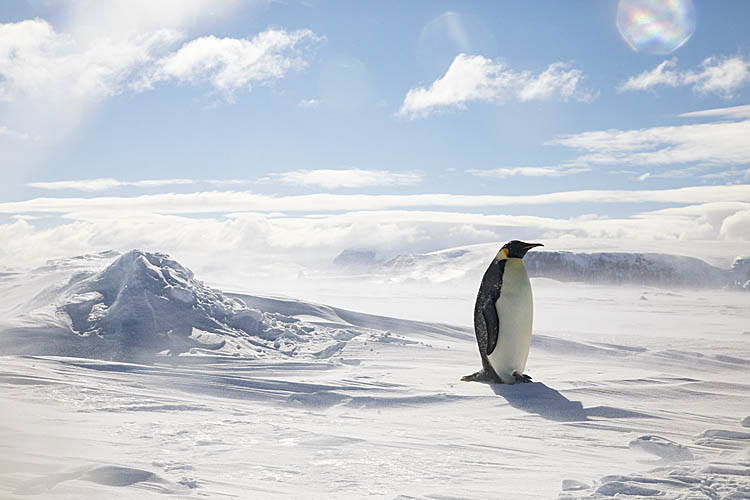 Emperor Penguin (Aptenodytes forsteri)