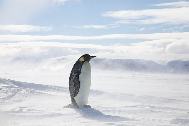 Emperor Penguin (Aptenodytes forsteri)