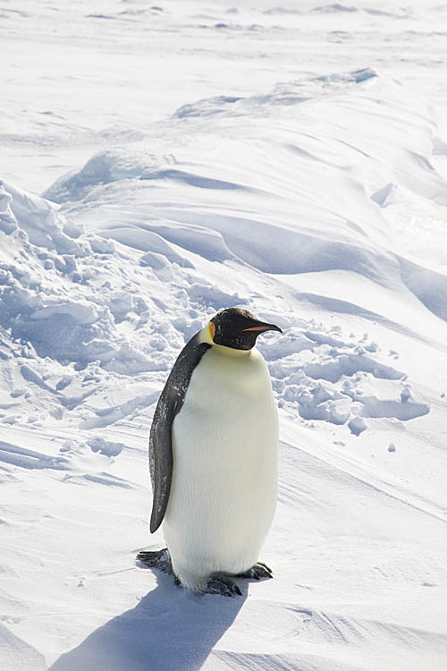 Emperor Penguin (Aptenodytes forsteri)