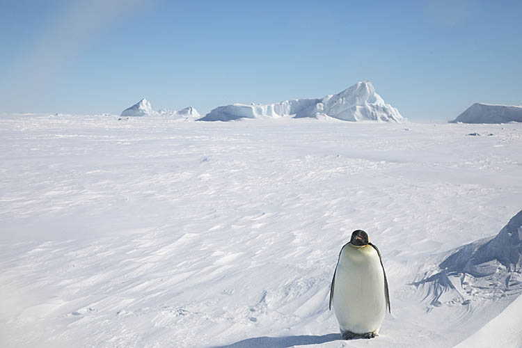 Emperor Penguin (Aptenodytes forsteri)