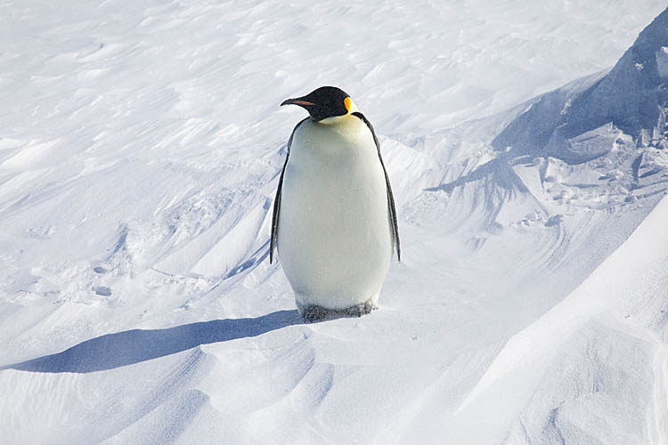 Emperor Penguin (Aptenodytes forsteri)