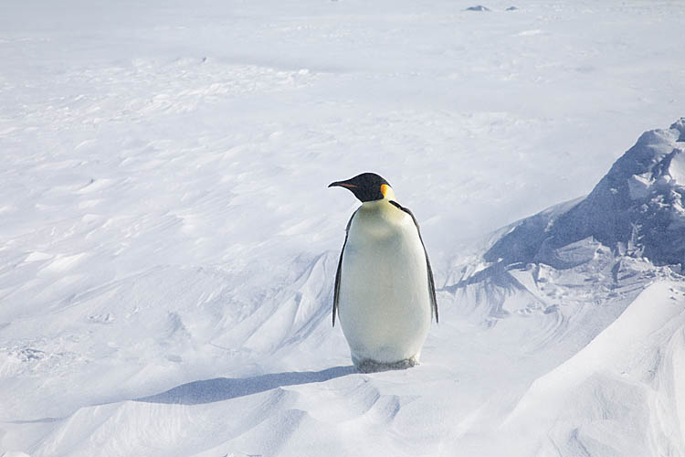 Emperor Penguin (Aptenodytes forsteri)