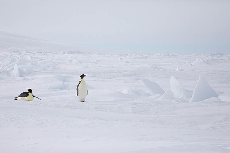 Emperor Penguins (Aptenodytes forsteri)