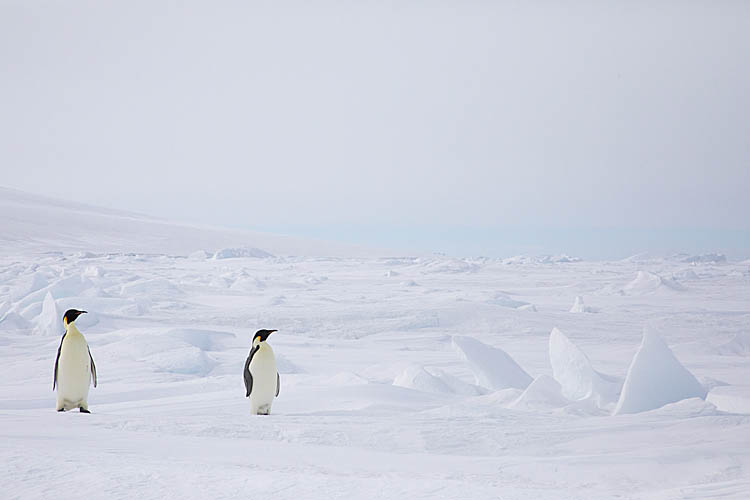 Emperor Penguins (Aptenodytes forsteri)