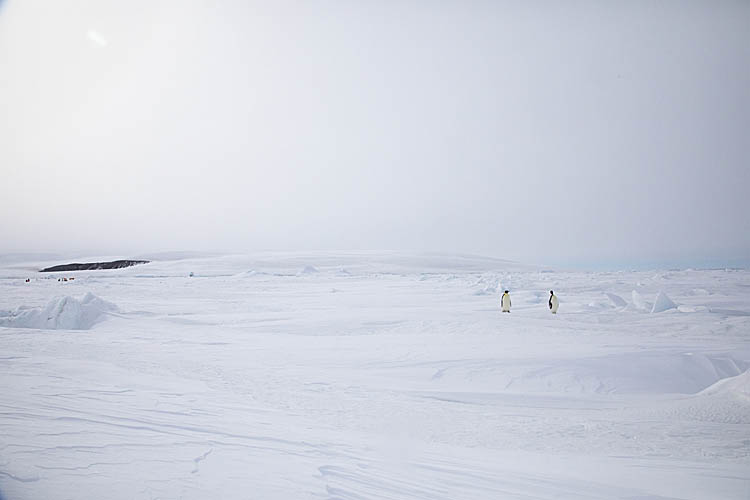 Emperor Penguins (Aptenodytes forsteri)