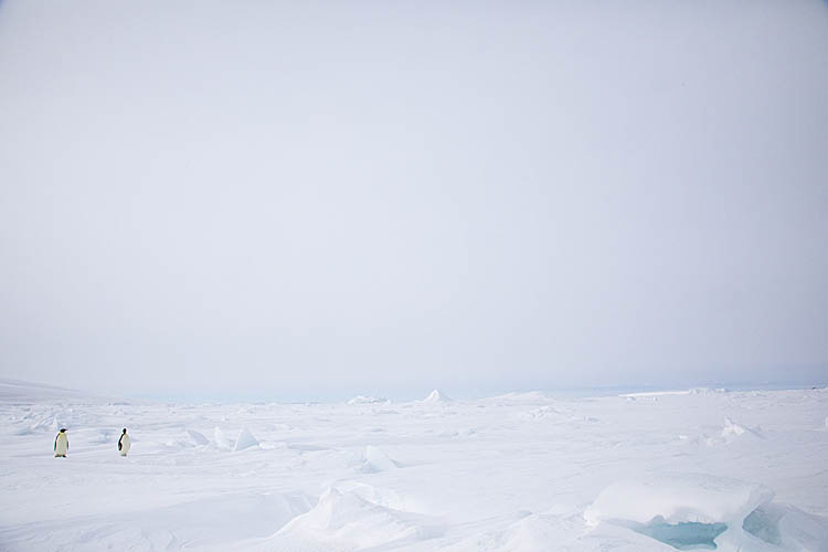 Emperor Penguins (Aptenodytes forsteri)